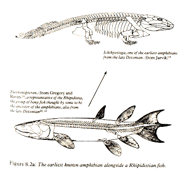 SparkNotes: Patterns of Evolution : Introduction